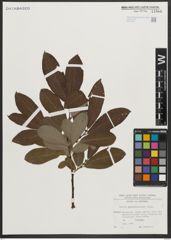 Foto von Salix appendiculata Vill.